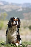 CAVALIER KING CHARLES 623